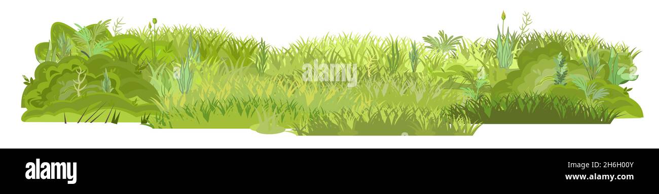 Dichte Sommerwiese. Pflanzliche grüne Dickichte. Rasenfläche. Spielplatz. Ein Ort. Schöne und anmutige Landschaft. Isoliert auf weißem Hintergrund. Flach Stock Vektor