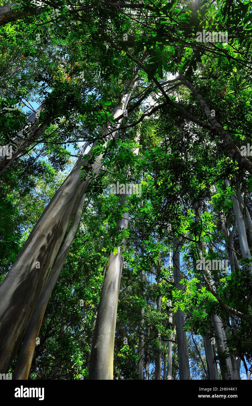 Wald mit großen Bäumen in Cunha, einer Bergstation auf dem Anwesen von São Paulo, Brasilien Stockfoto