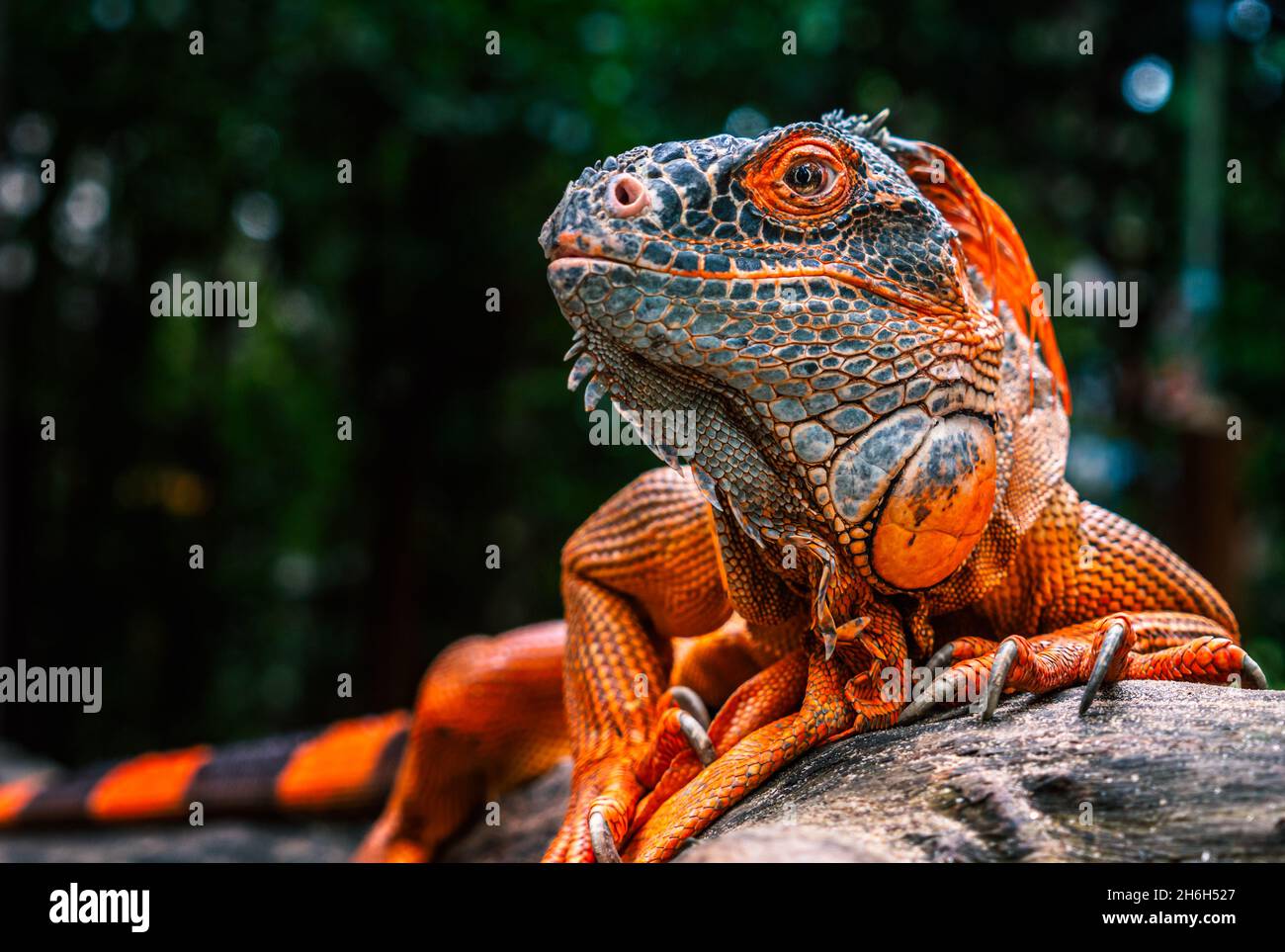 Nahaufnahme wunderschöne rote oder orangefarbene Leguane, die Leguane schaut zur Seite, kriecht auf einem Haufen Holz, dem Hintergrund der verschwommenen Natur. Stockfoto