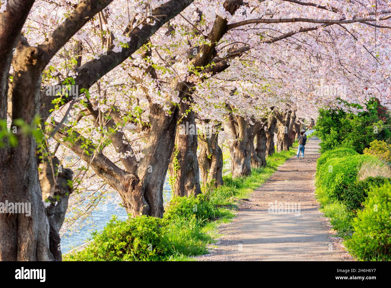 Urui River, Shizuoka, Japan gesäumt von Kirschbäumen im Frühling. Stockfoto