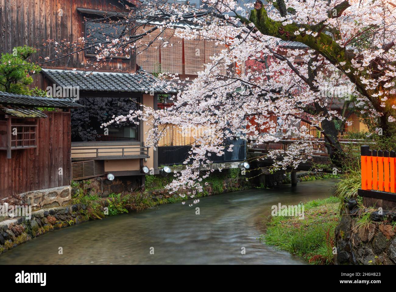 Kyoto, Japan entlang Shirakawa Dori Straße im Frühling. Stockfoto