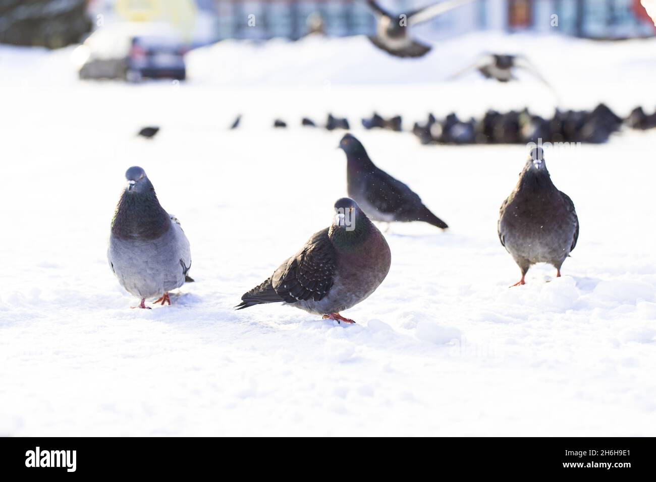 Eine Gruppe von Tauben steht im Schnee und wartet im Winter auf Futter, Foto aus nächster Nähe. Russland. Stockfoto