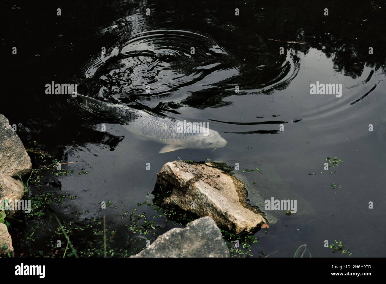 Im japanischen Garten des Maymont Estate in Richmond, VA, schwimmt ein großer weißer und schwarzer Koi-Fisch entlang der Seeoberfläche. Stockfoto