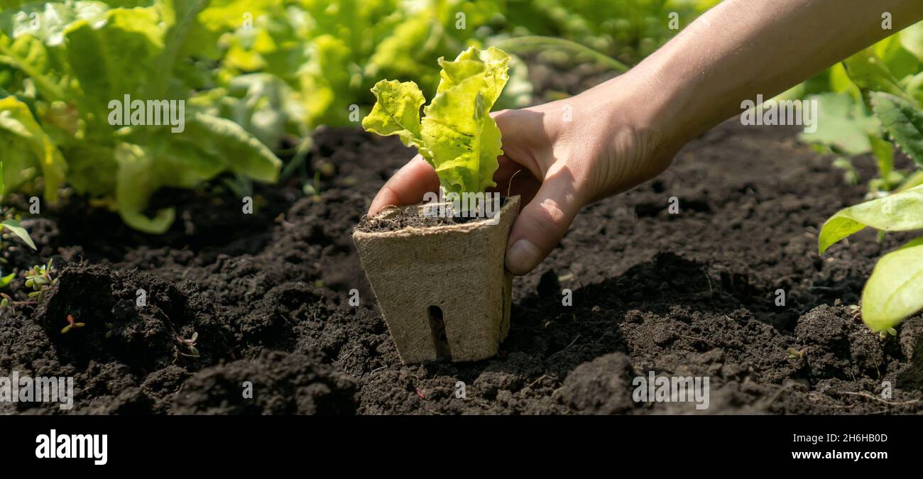 Hand einer jungen Farmerin aus der Nähe mit einem Sämling in einem Torftopf. Stockfoto