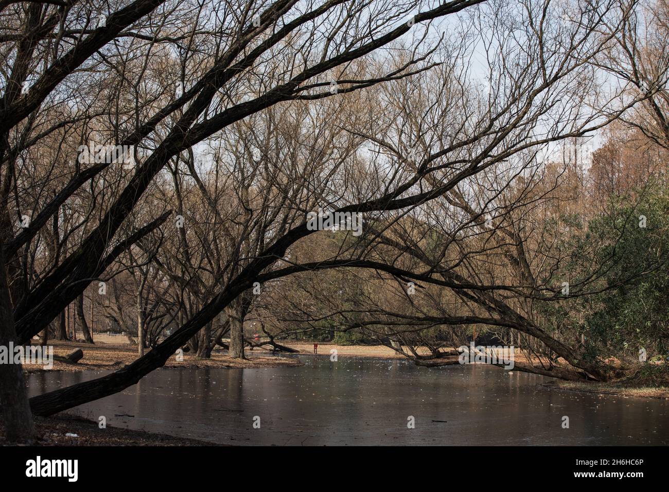 Spätherbstlandschaft mit braunen Bäumen und trockenen Blättern in einem Park Stockfoto