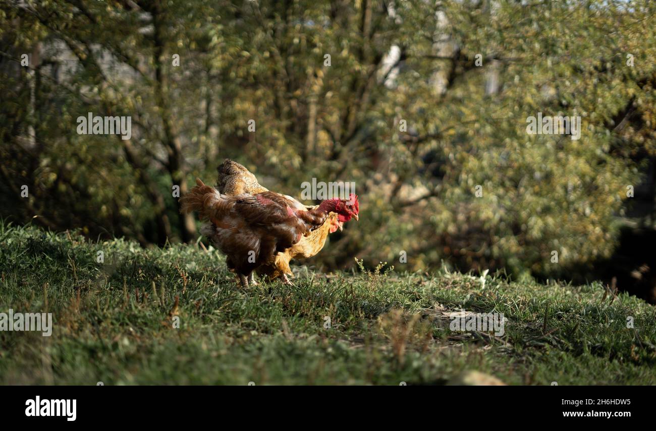 Hühner auf dem Bauernhof grasen auf der Wiese. Bio-Anbau, Rückkehr der Natur Konzept, schöne Huhn in einem grünen rustikalen Hof. Geflügel Stockfoto