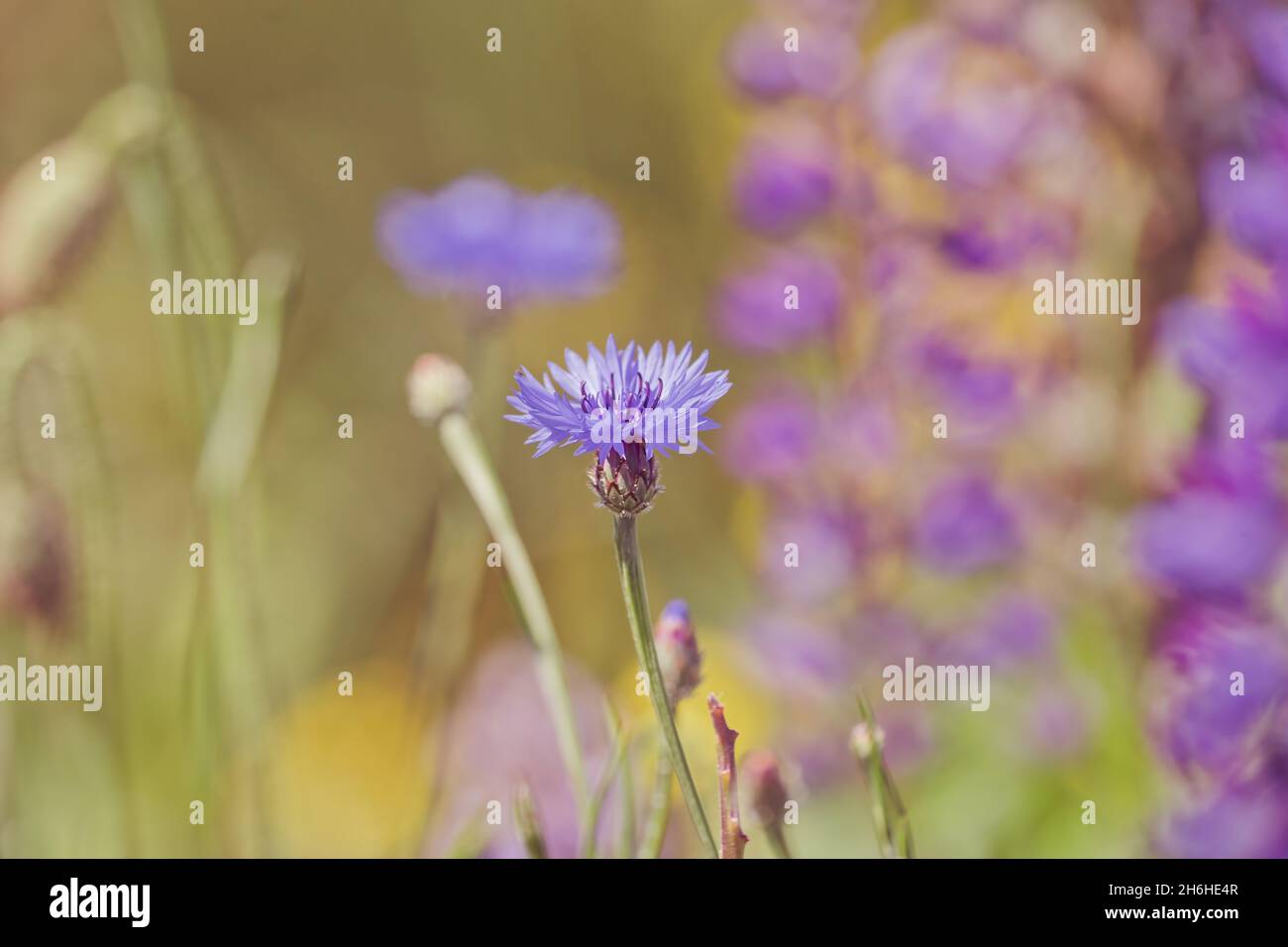 Sommerlandschaft mit Wildblumen Kornblumen und lila Lupine in den Strahlen der Sonne, Karte, Grußkarte oder Hintergrund. Stockfoto