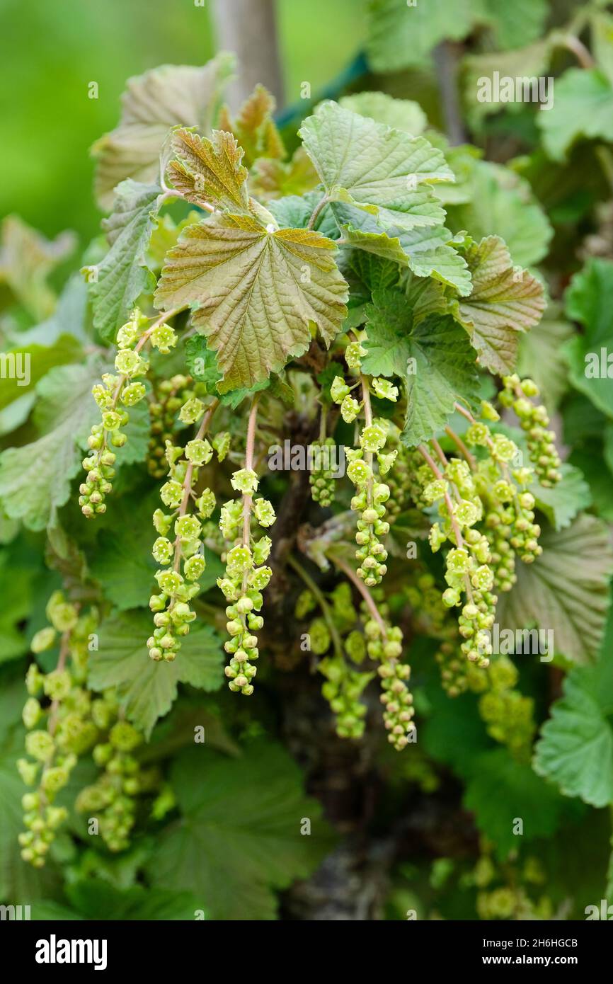 Ribes rubrum 'Blanka' (W), weißer Schurke 'Blanka'. Gelb-grüne Blüten im späten Frühjahr/Frühsommer Stockfoto