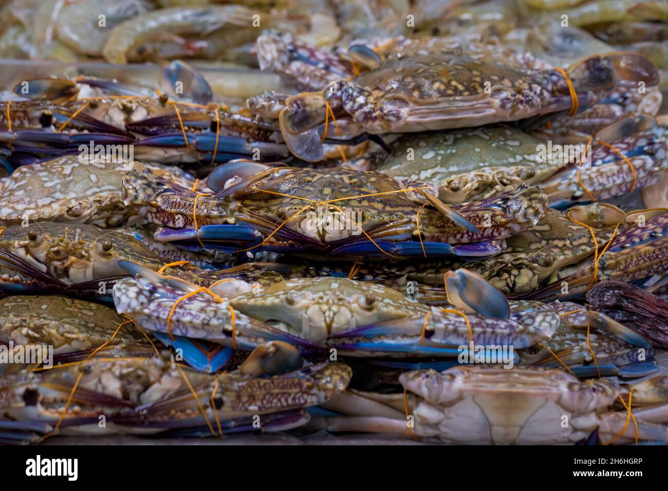 Haufen von Blauen Schwimmerkrabben, Portunus pelagicus, ausgestellt in einem britischen Fischgeschäft Stockfoto