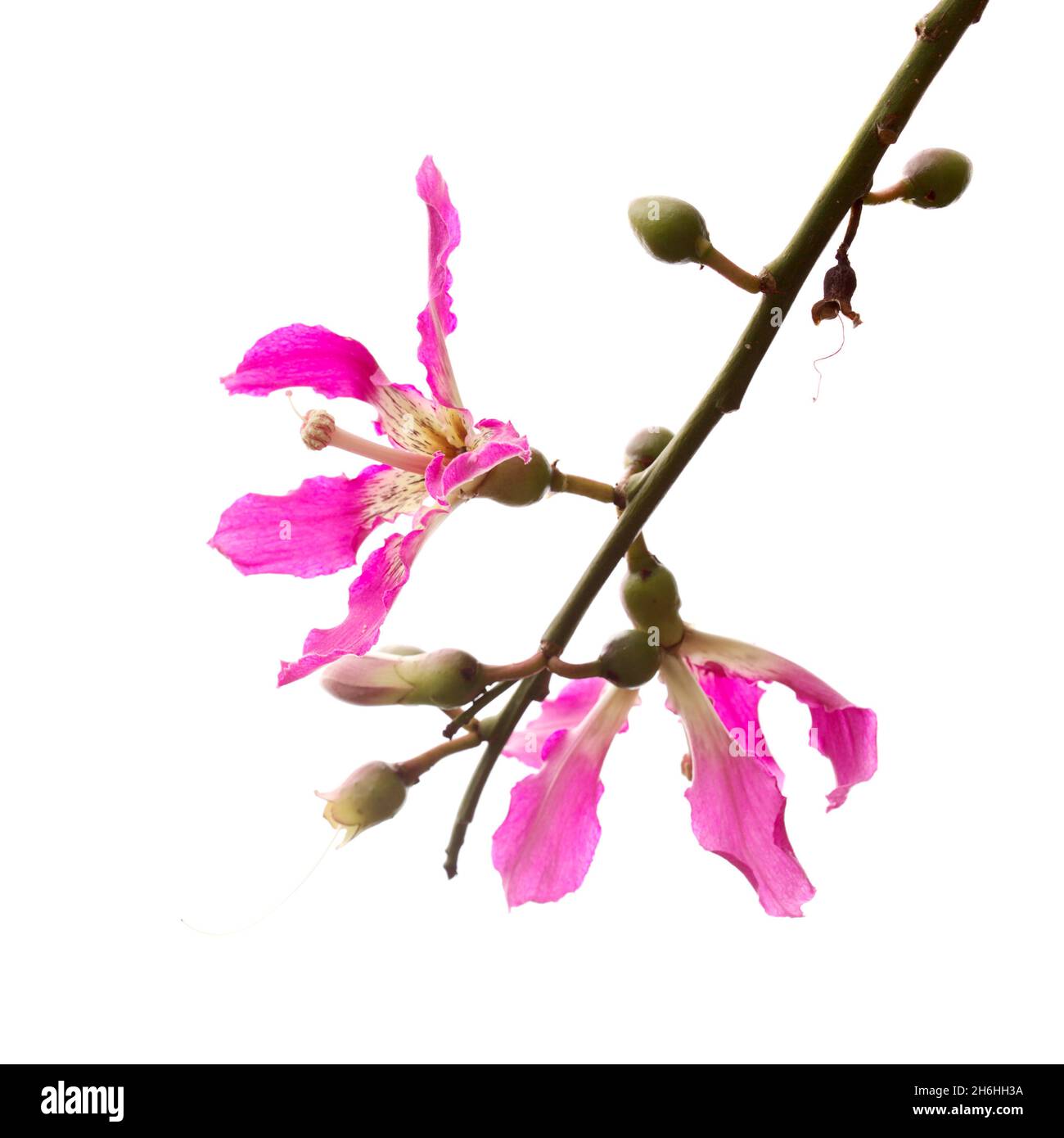 Rosa Blüten von Ceiba speciosa, Seidenfloss-Baum, isoliert auf weißem Hintergrund Stockfoto