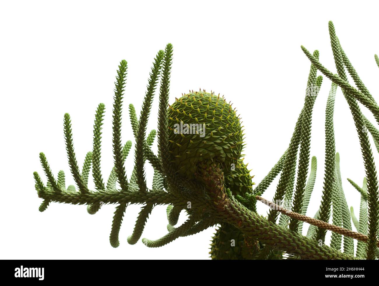 Grüne kleine Blätter und große runde Zapfen von Araucaria heterophylla natürlichen Makro-floralen Hintergrund Stockfoto