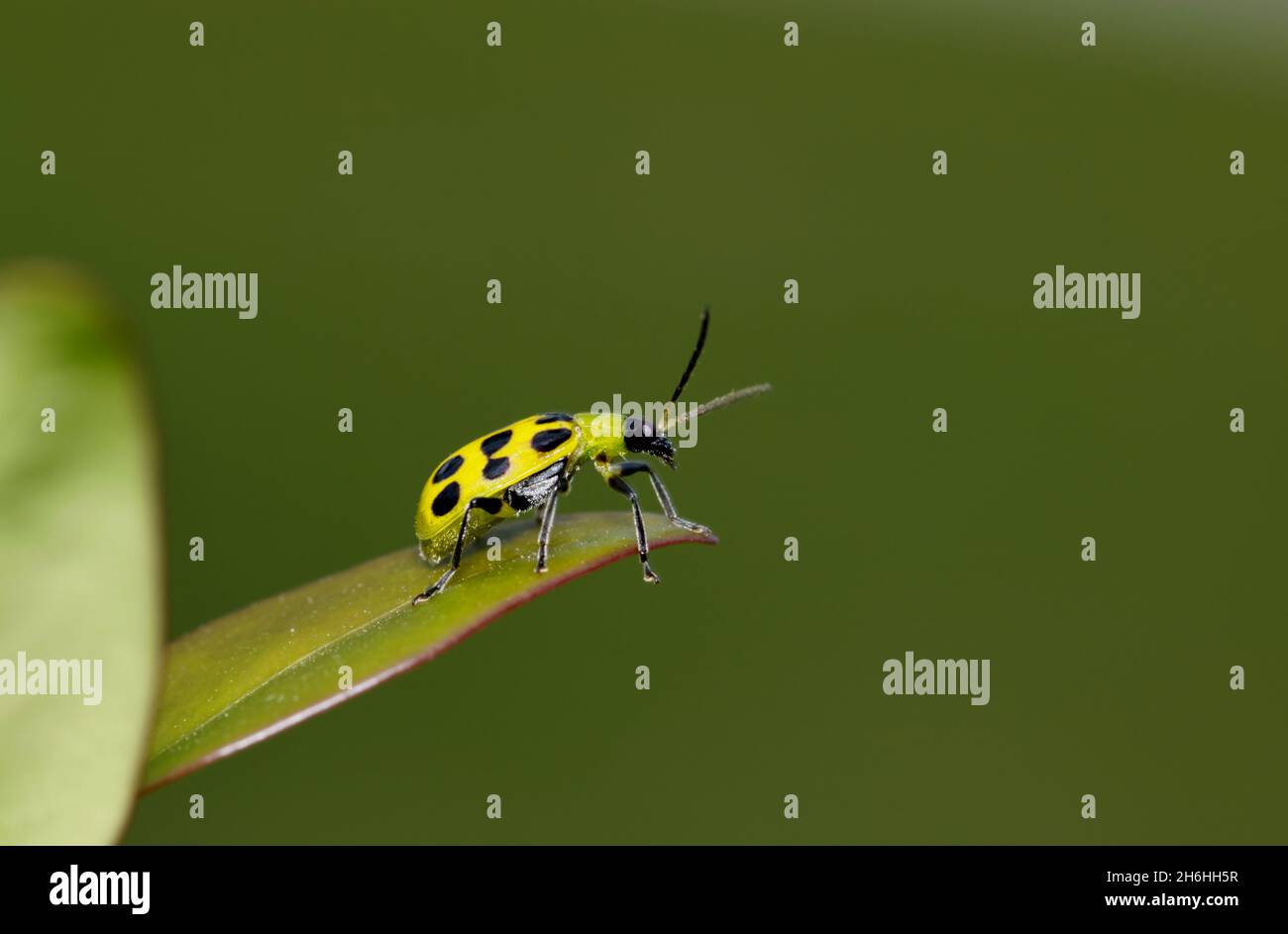 Gefleckter Gurkenkäfer (Diabrotica undecimpunctata) auf der Blattspitze. Stockfoto