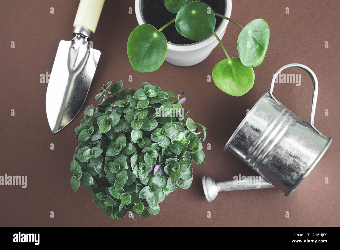 Junge Heimpflanzen von pilea und Callisia und Gartengeräte auf dunklem Hintergrund, Draufsicht, Verbindung mit der Natur und Home-Gardening-Konzept Stockfoto