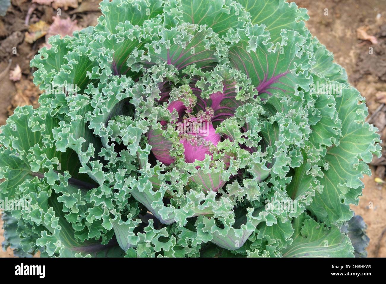 Grünkohl wächst in rustikalen Bauernhof. Bio-Kohl in der Landwirtschaft und Ernte. Offenes ebenerdes Flachbett in den Garten. Draufsicht. Stockfoto