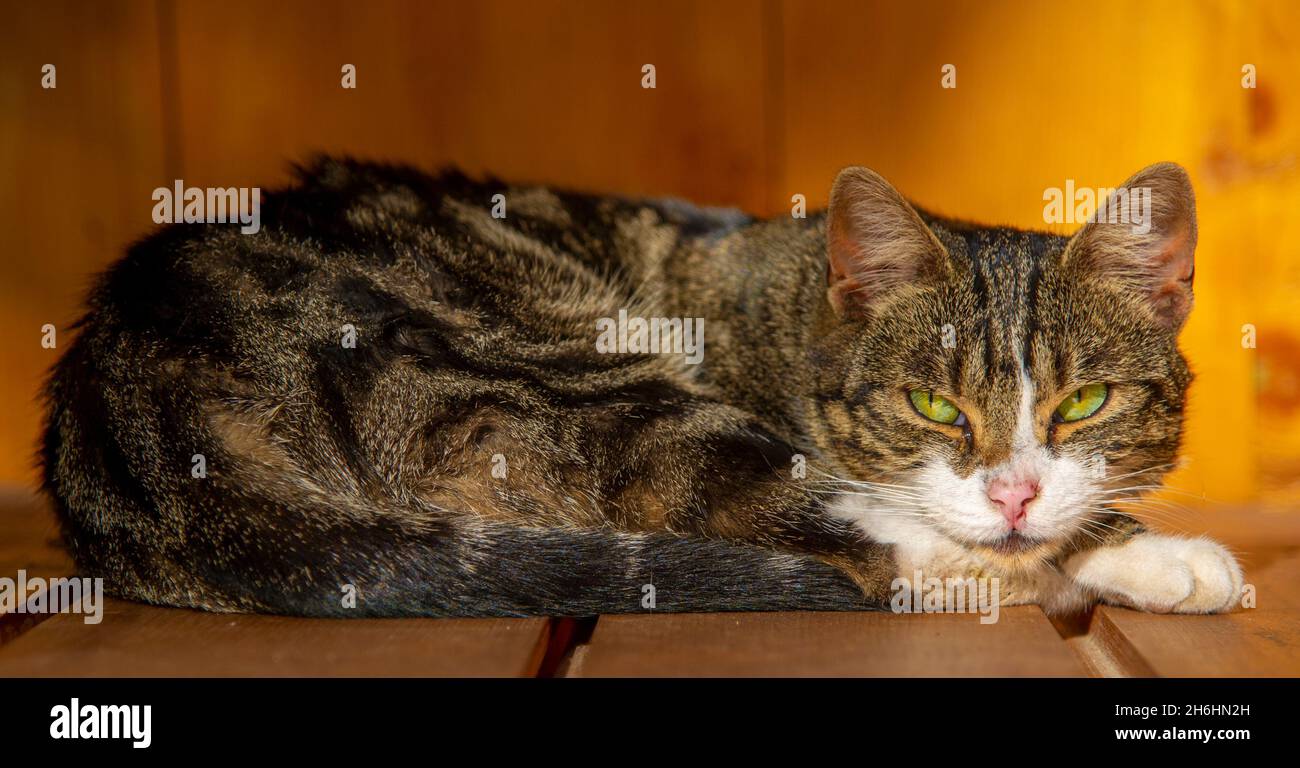 Entspannte, grün-äugige Katze posiert und schaut auf die Kamara Stockfoto