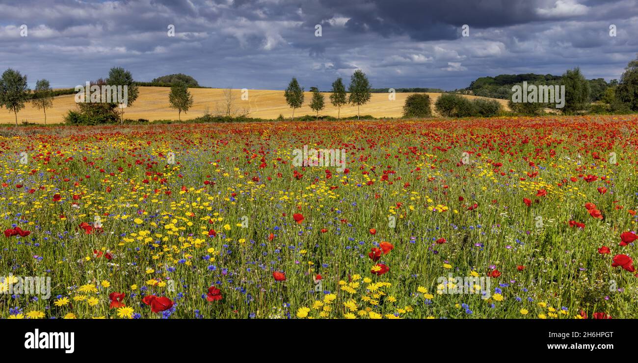 Ein wunderschönes Feld mit bunten wilden Blumen in Creaton in der Landschaft von Northamptonshire. Stockfoto