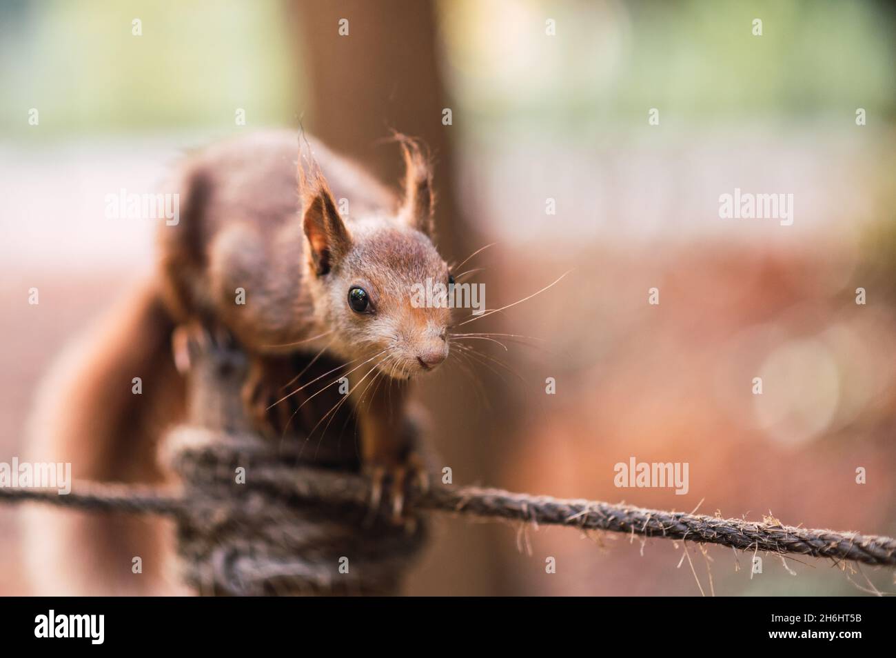 Nahaufnahme eines roten Eichhörnchens, das an einem Seil läuft. Sciurus vulgaris. Geringe Tiefenschärfe. Campo Grande, Valladolid Spanien. Stockfoto