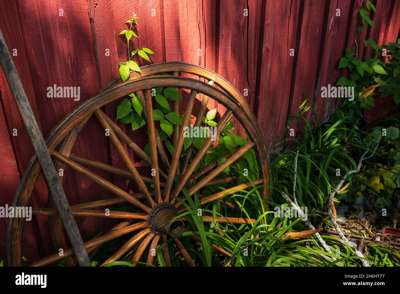 Zwei alte Waggonräder aus Holz ruhen auf der Seite einer Scheune, die rot mit Lilien und anderen Unkräutern umraht ist. Stockfoto