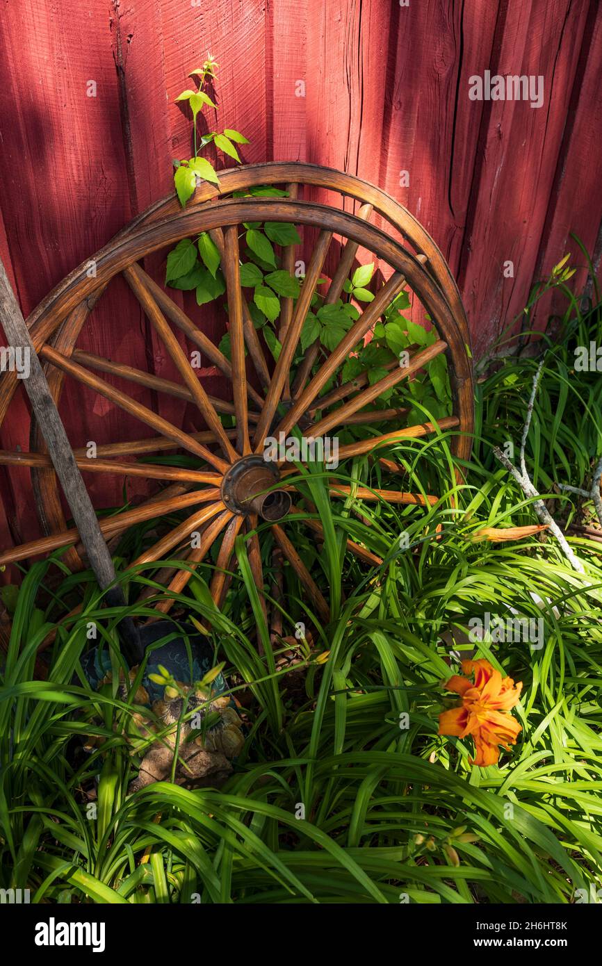 Zwei alte Waggonräder aus Holz ruhen auf der Seite einer Scheune, die rot mit Lilien und anderen Unkräutern umraht ist. Stockfoto