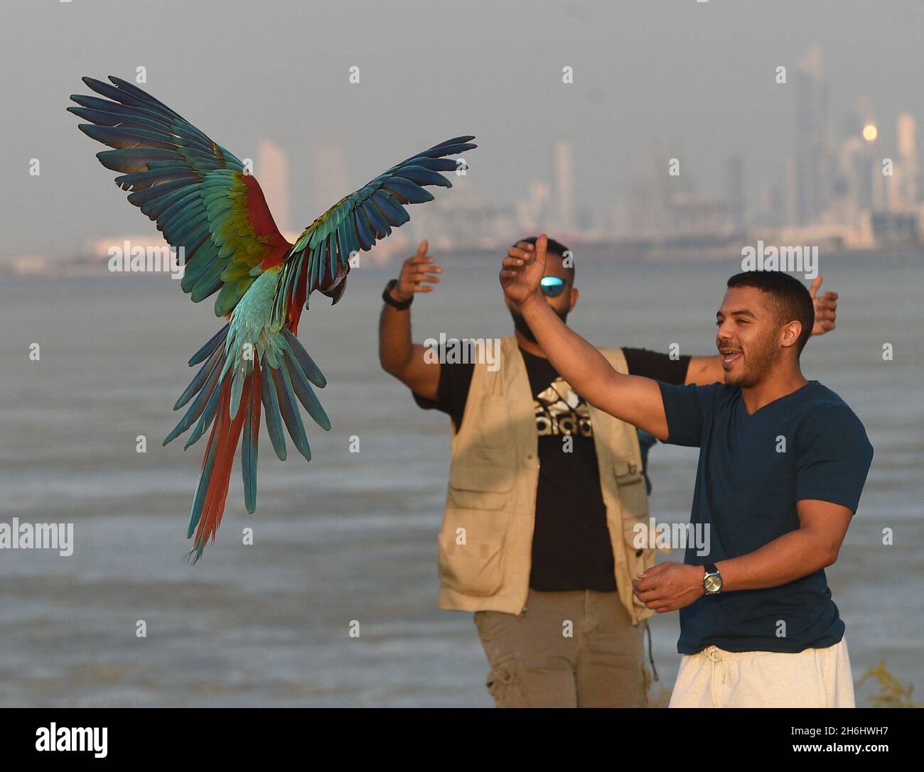 Hauptstadt Des Gouvernements, Kuwait. November 2021. Vogelfreunde trainieren einen Papagei während einer Trainingsausstellung in Capital Governorate, Kuwait, 15. November 2021. Quelle: Asad/Xinhua/Alamy Live News Stockfoto