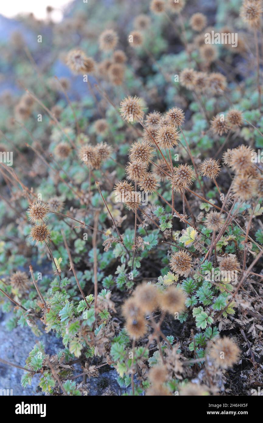 Gratartige Fruchtköpfe einer spindellosen Akaene (Acaena inermis) im September in einem Garten Stockfoto