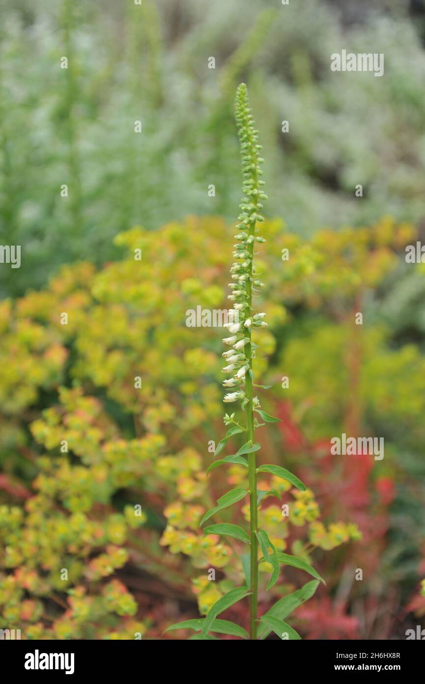 Im Juni blüht ein kleiner gelber Fuchshandschuh (Digitalis lutea Australis) in einem Garten Stockfoto