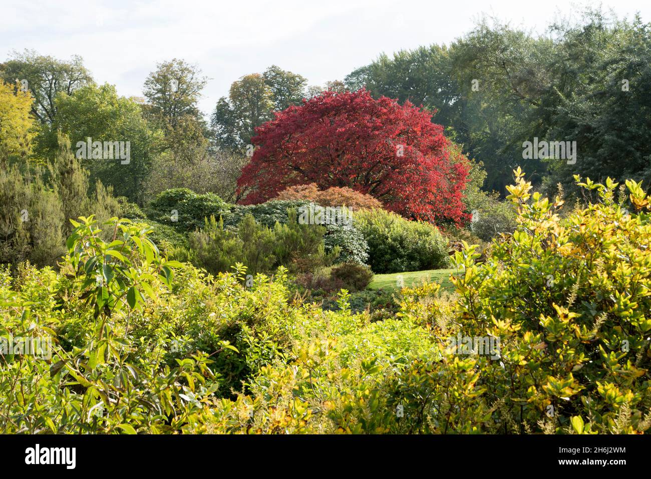 Herbst im botanischen Garten Belgiens in Meise Stockfoto