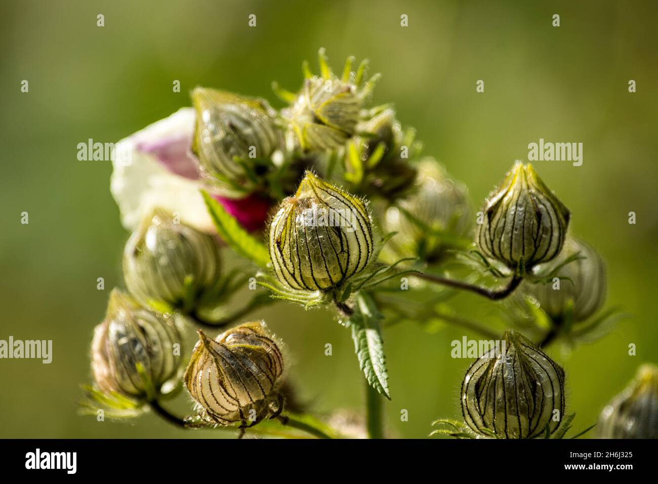 Die auffälligen Samenschoten der einjährigen Pflanze Hibiscus cannabinus Stockfoto