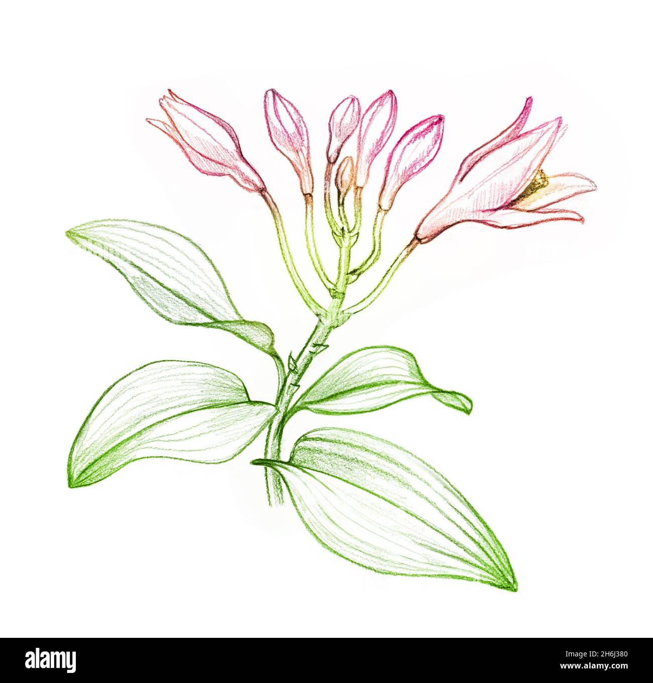 Bleistiftskizze in Orchideenfarbe Tropische Pflanze mit rosa Blüten, Knospen und Blättern. Botanische handgezeichnete Illustration isoliert auf weißem Hintergrund. Stockfoto