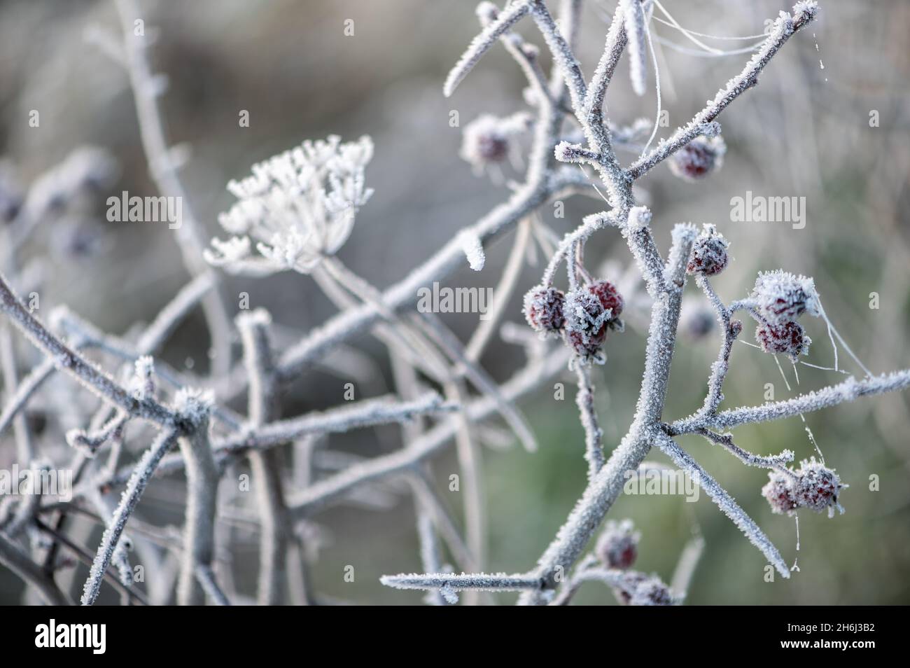 Ein Baumzweig im Wintergarten ist mit Frost und Reif bedeckt Stockfoto