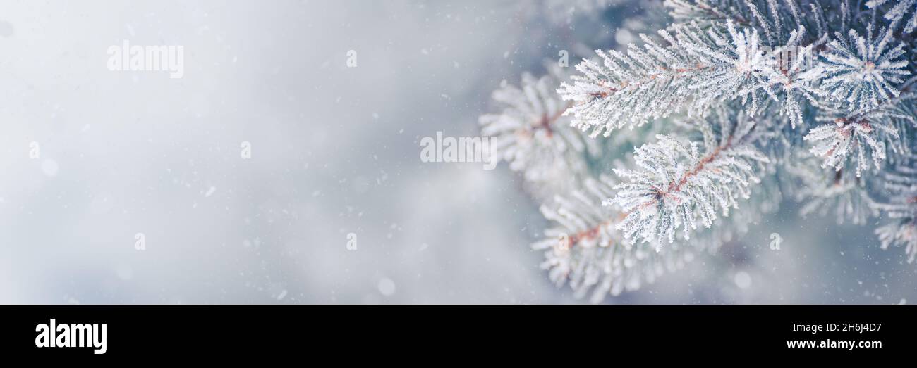 Tannenzweig bedeckt mit Frost. Weihnachtskarte mit Winterhintergrund. Stockfoto