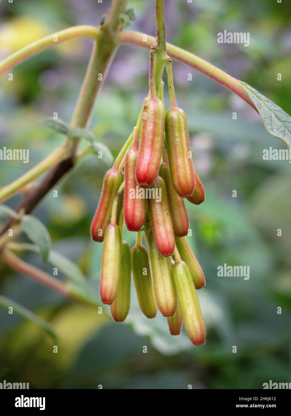 Samenkapseln auf einer bolivianischen Fuchsia-Pflanze Stockfoto