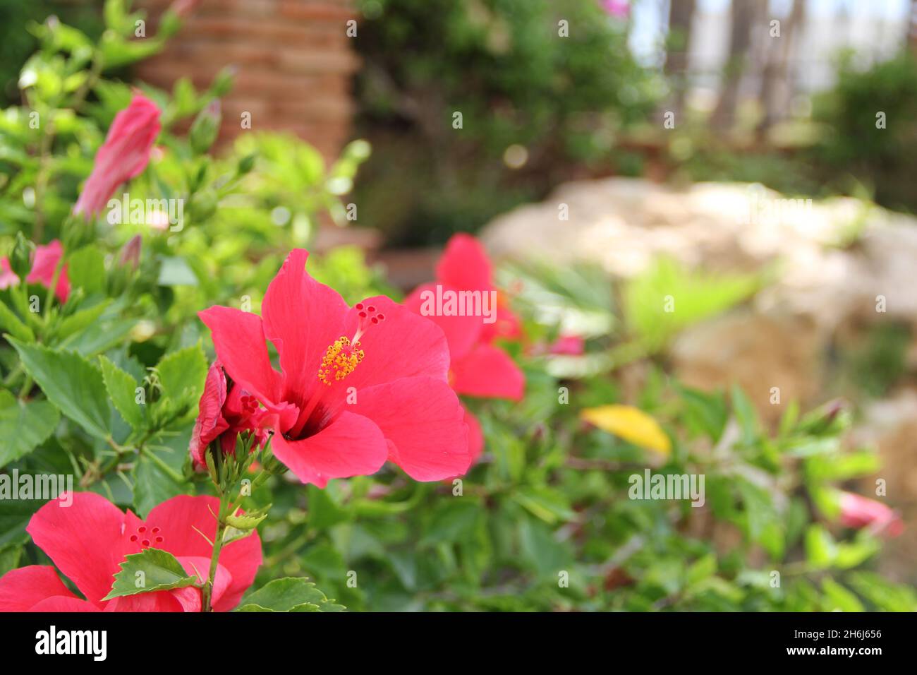 Flores coloridas en primavera. Stockfoto