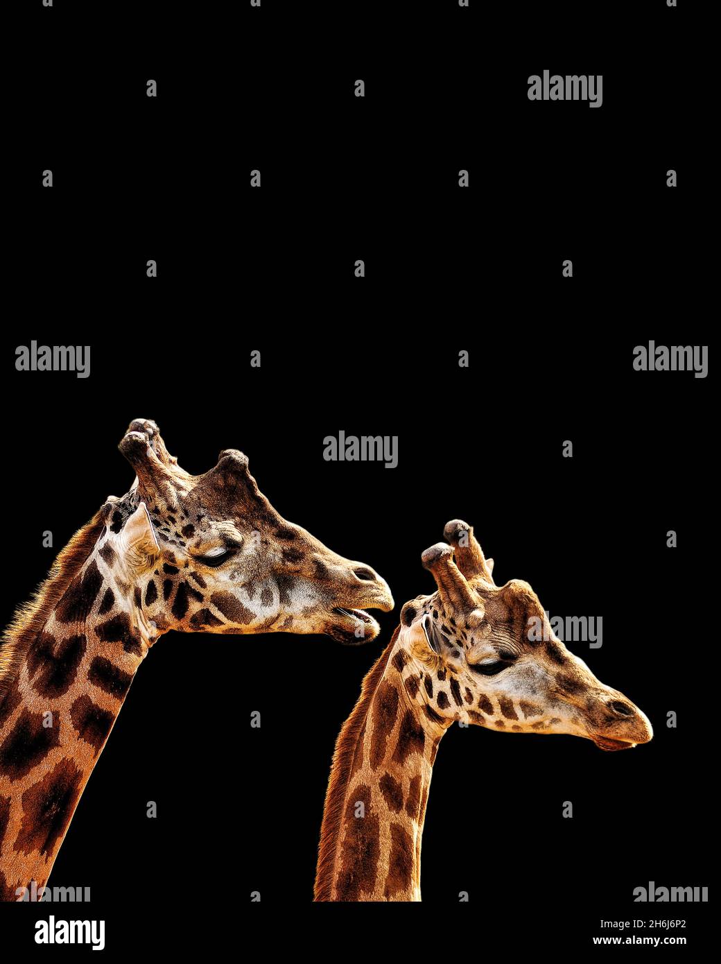 ZWEI GIRAFFEN AUF SCHWARZEM HINTERGRUND INTERAGIEREN Stockfoto