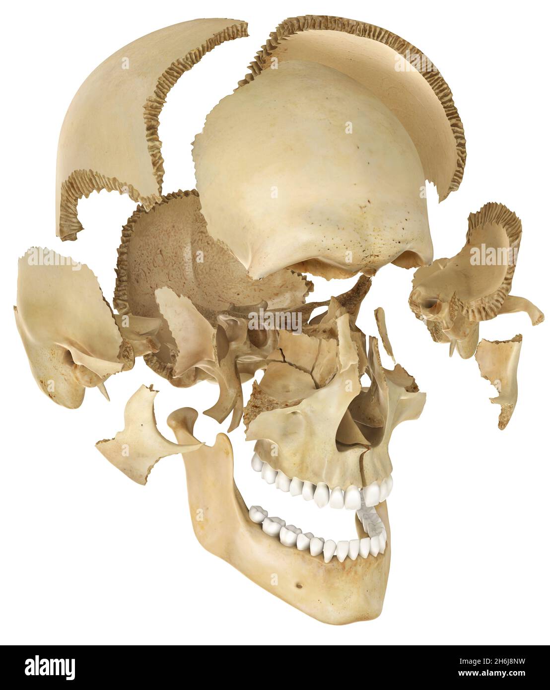 Disartikulierte Darstellung von Kopf- und Nackenskelettsystemen Stockfoto