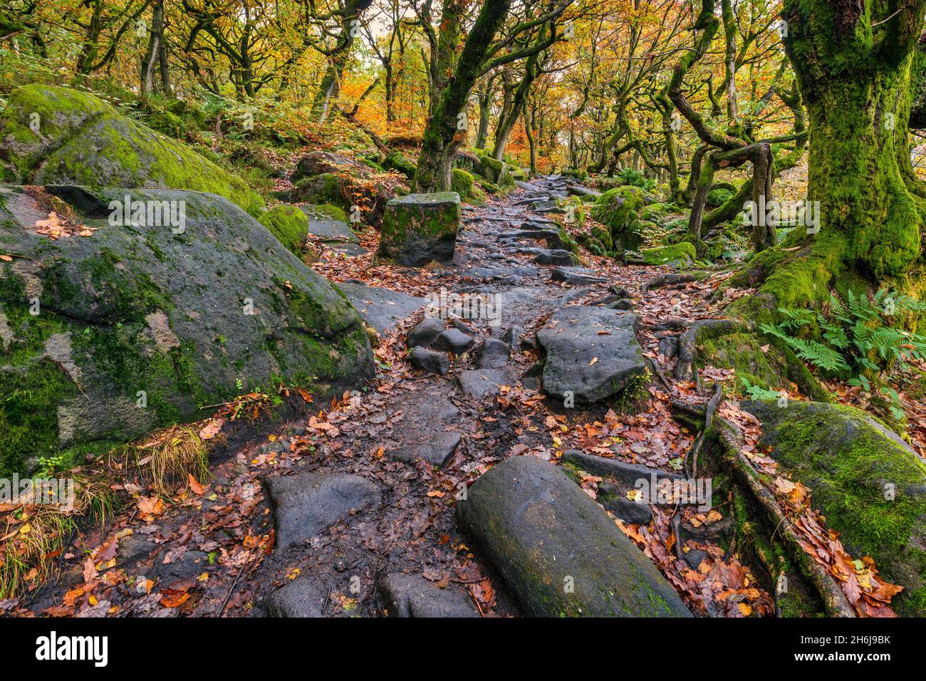 Ein Waldweg durch Padley Gorge, Grindleford, Peak District National Park, Derbyshire, England. Stockfoto