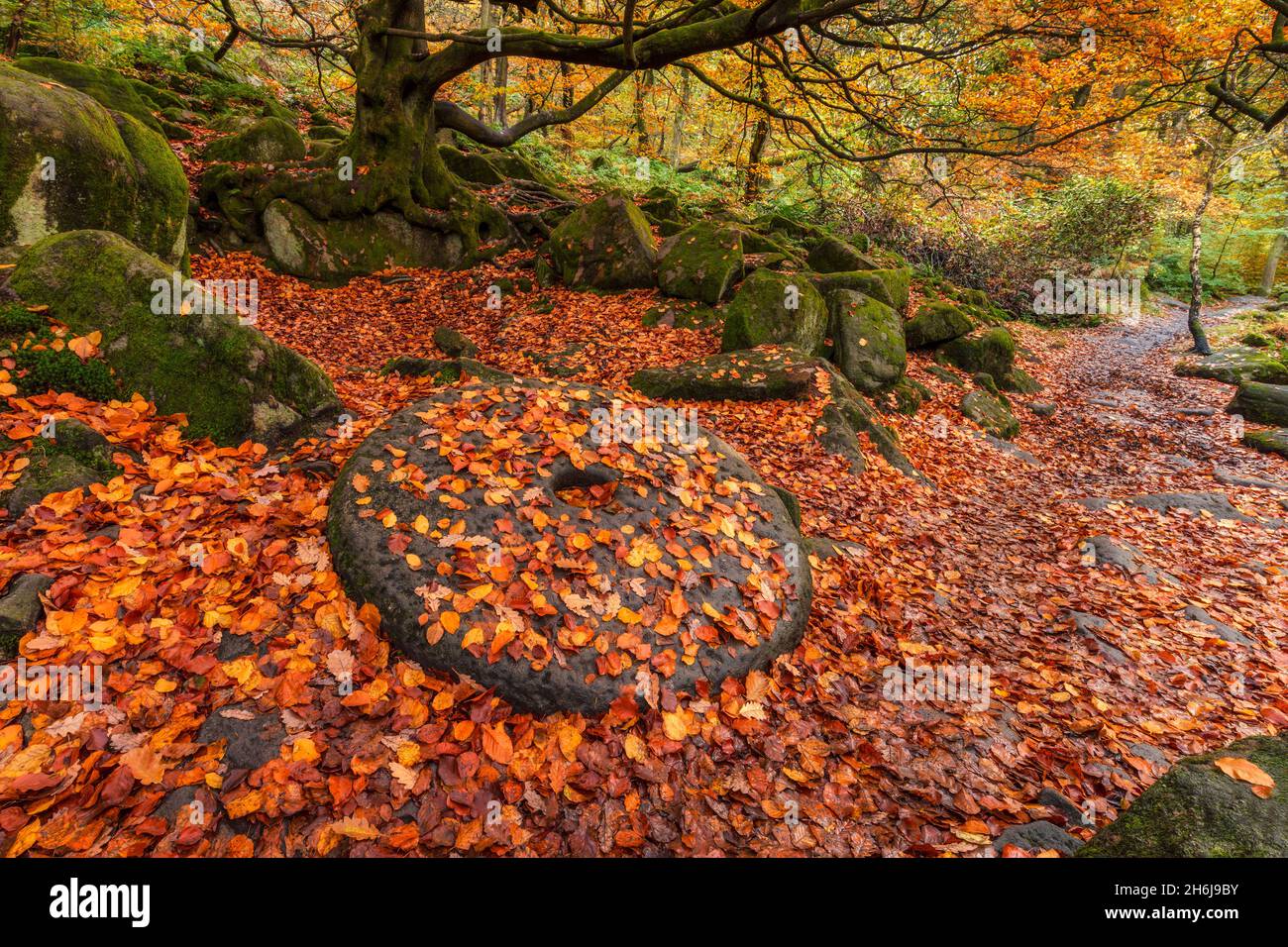 Alte verlassene Mühlsteine, bedeckt mit herbstlichen Blättern, Padley Gorge, Grindleford, Peak District National Park, Derbyshire, England. Stockfoto