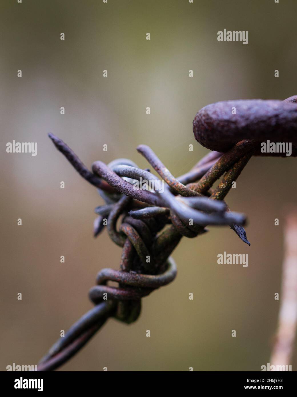 Vertikale Nahaufnahme eines rostigen Stacheldrahtes Stockfoto