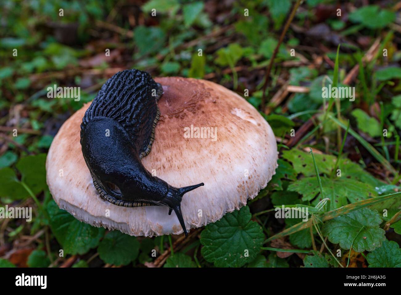 Wirbellose Tiere in ihrer natürlichen Umgebung. Makrofotografie. Stockfoto