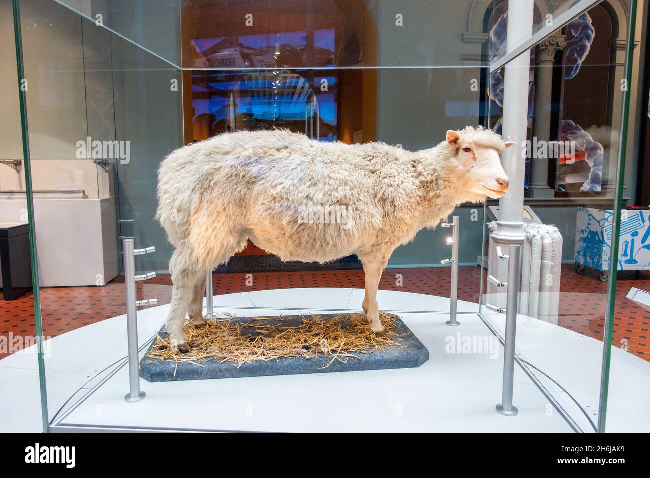 Dolly das Schaf die erste geklonte Säugetier-Ausstellung im National Museum of Scotland Edinburgh Stockfoto