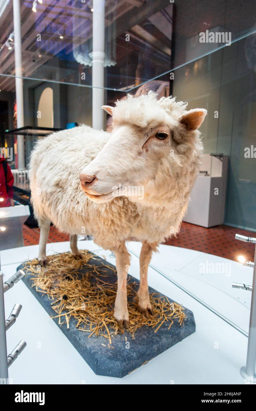 Dolly das Schaf die erste geklonte Säugetier-Ausstellung im National Museum of Scotland Edinburgh Stockfoto