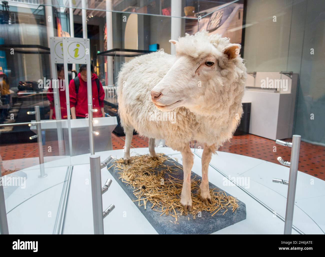 Dolly das Schaf die erste geklonte Säugetier-Ausstellung im National Museum of Scotland Edinburgh Stockfoto