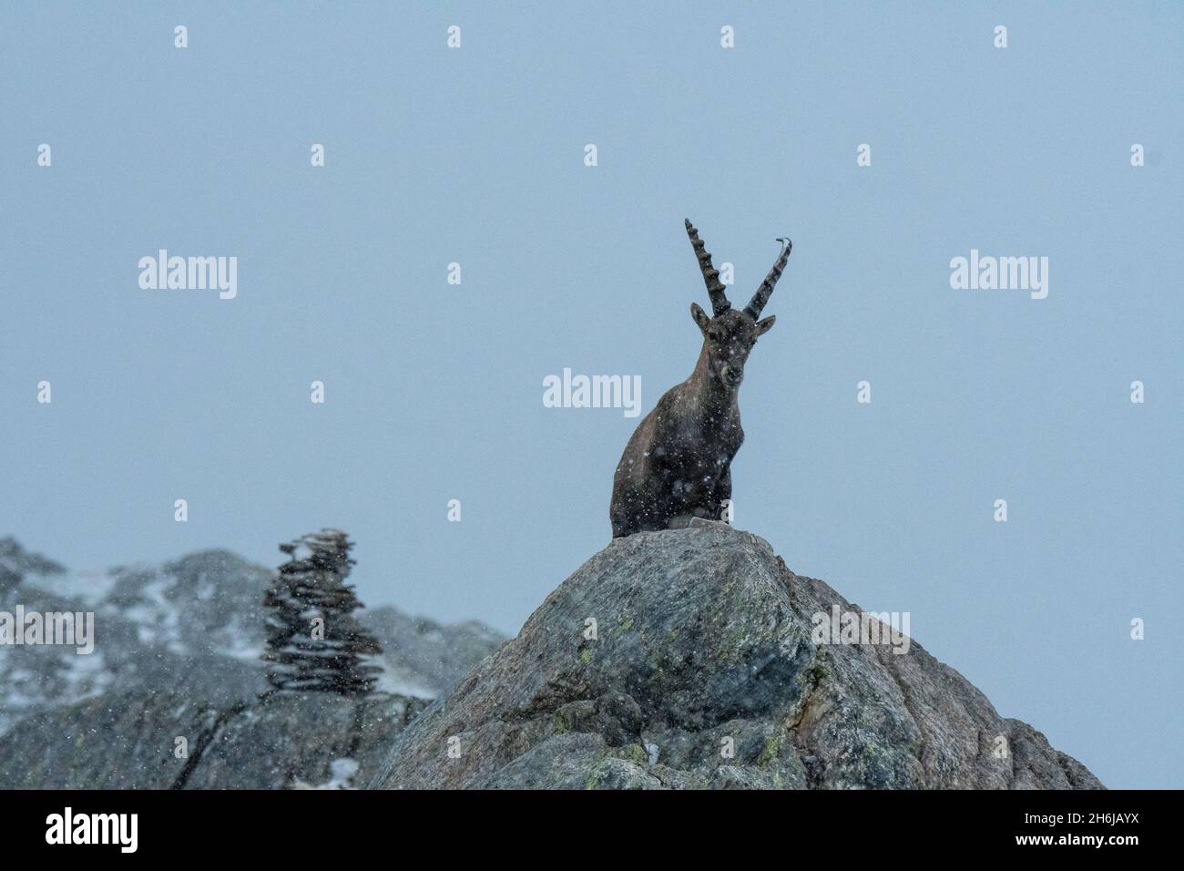 alpiner Steinbock im Schneefall im Tessin Stockfoto
