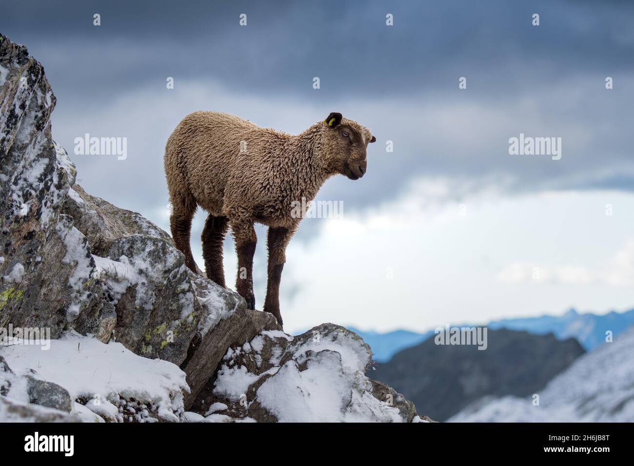 Ein junges Schaf in den schweizer alpen im Schnee Stockfoto