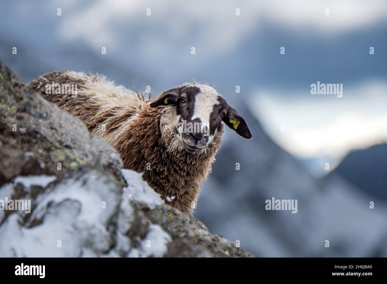 Porträt eines niedlichen jungen Schafes in den schweizer alpen im Schnee Stockfoto