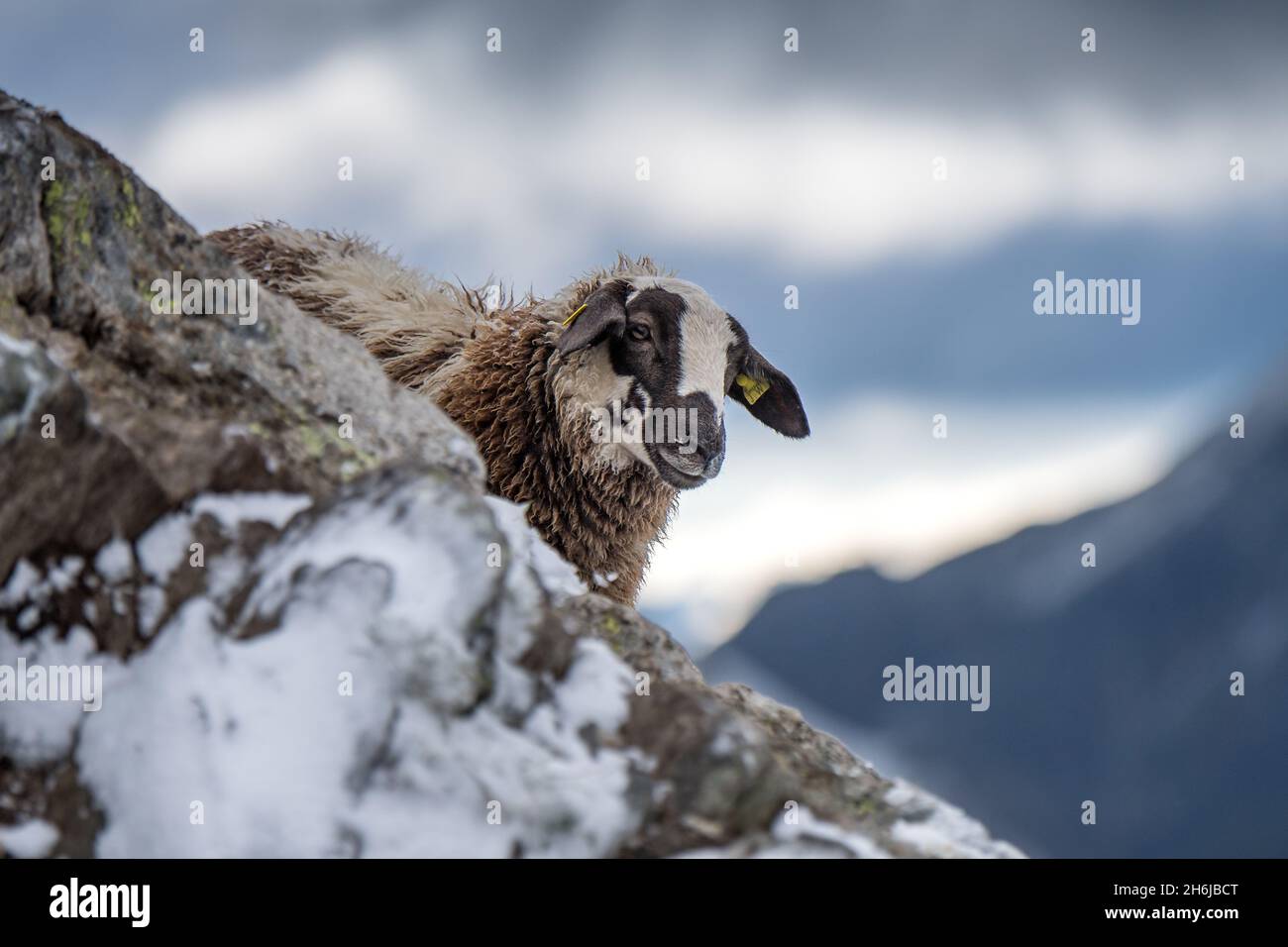 Porträt eines niedlichen jungen Schafes in den schweizer alpen im Schnee Stockfoto