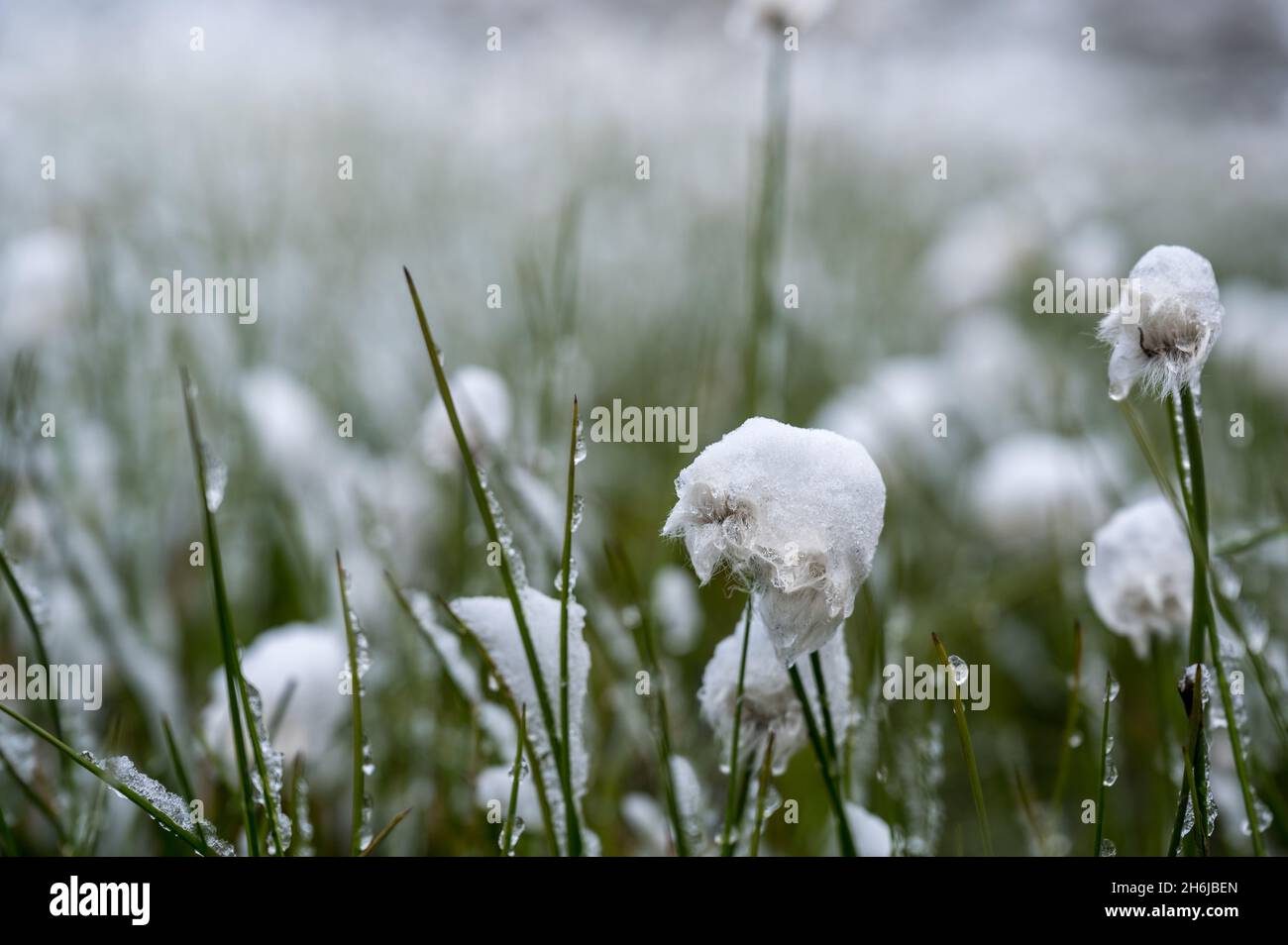 Baumwollgras im ersten Schnee Stockfoto
