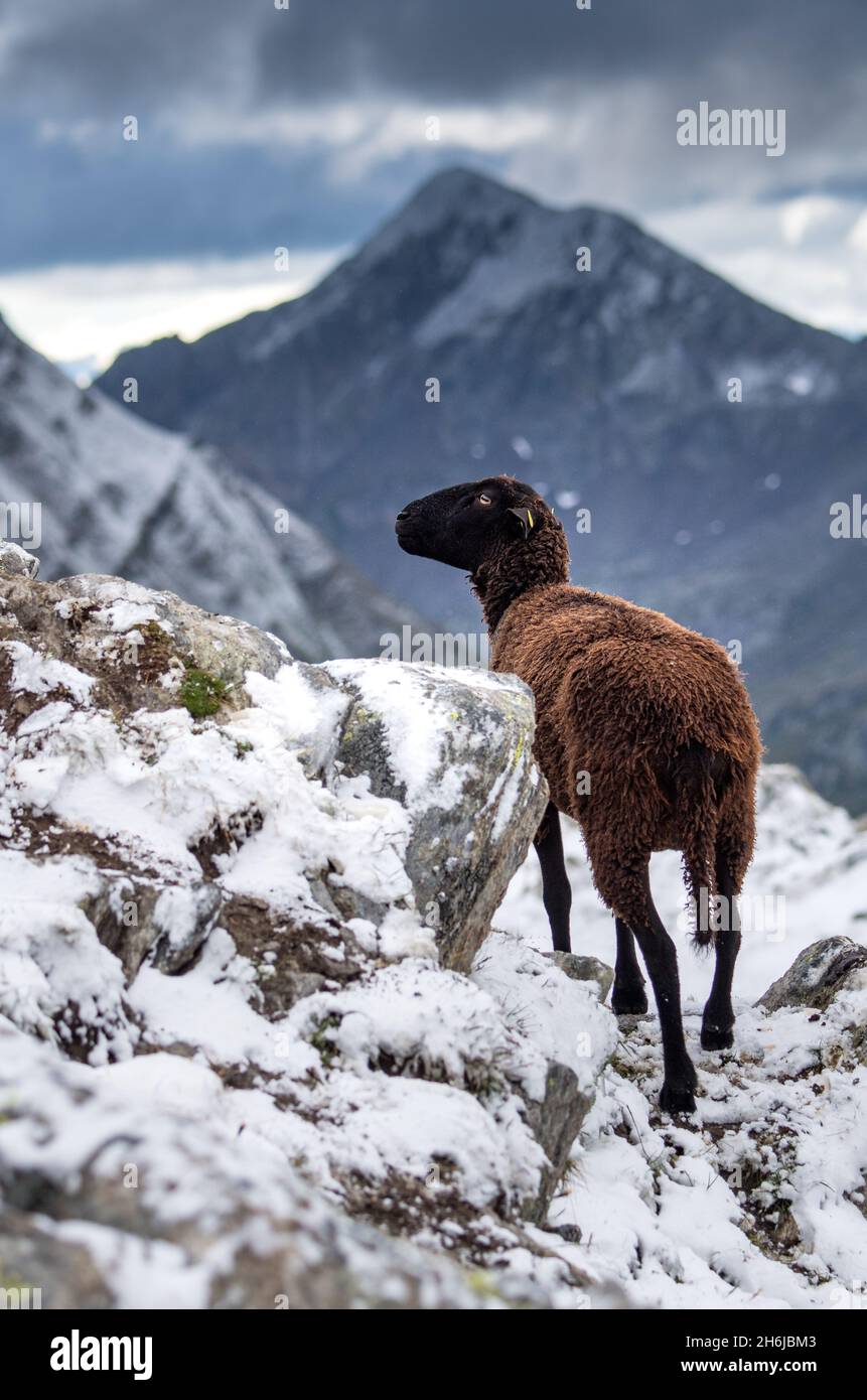 Ein schwarzes Schaf in den schweizer alpen im Schnee Stockfoto