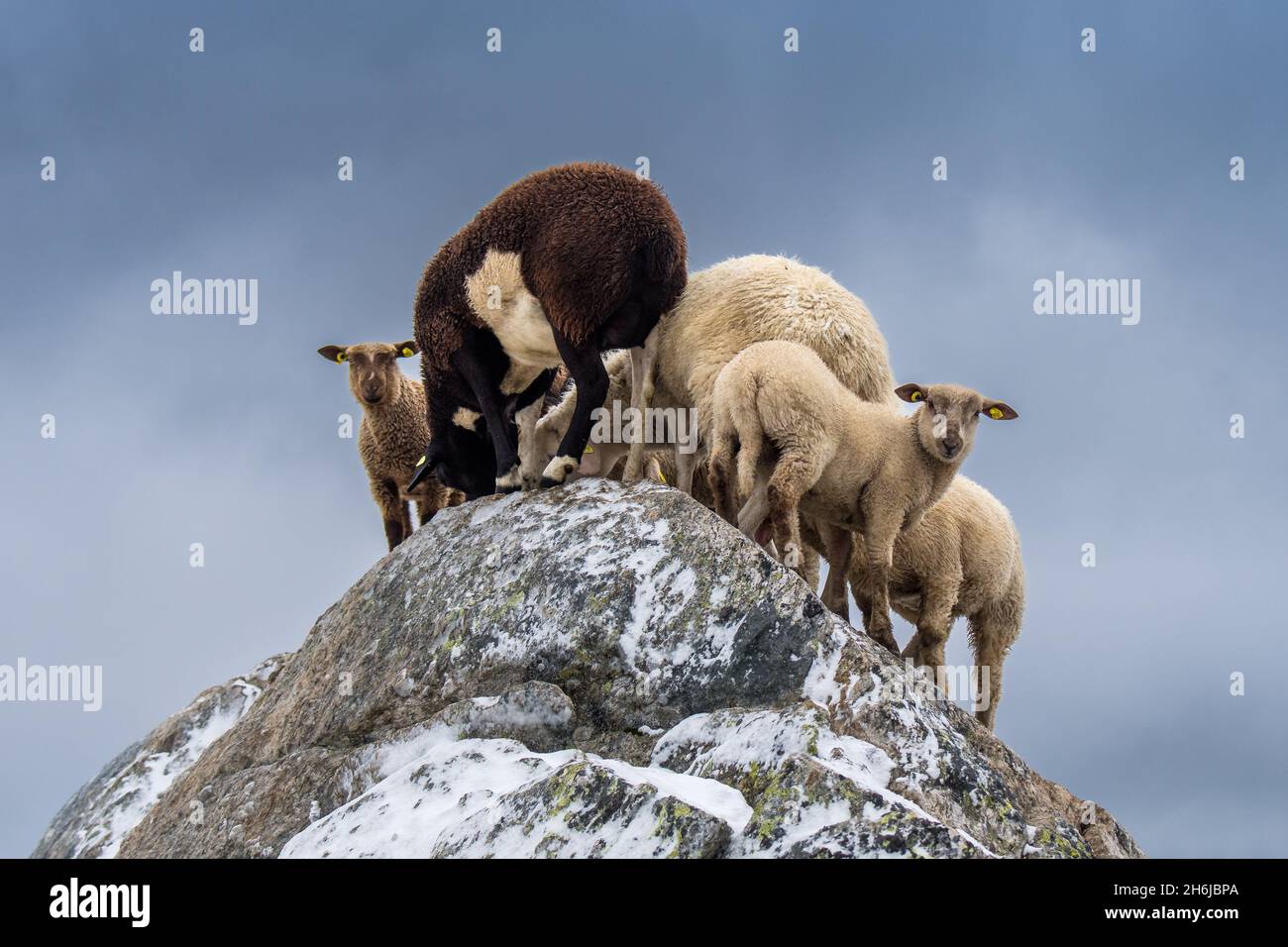 Schafherde in den schweizer alpen, die auf einem Felsen stehen Stockfoto