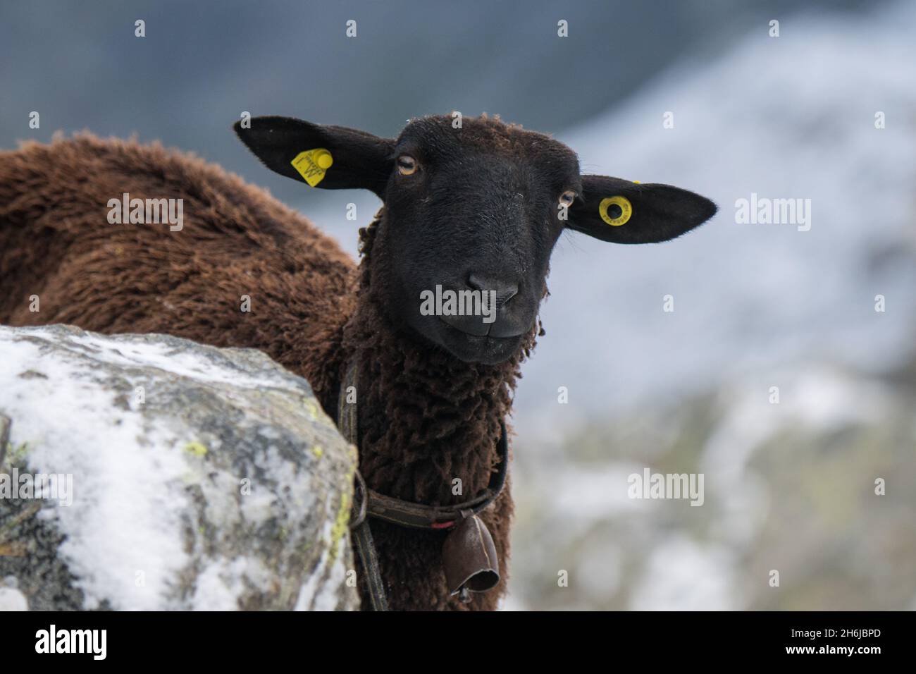 Porträt eines schwarzen Schafes in den schweizer alpen im Schnee Stockfoto
